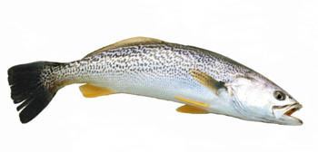 Weakfish Weakfish NYS Dept of Environmental Conservation