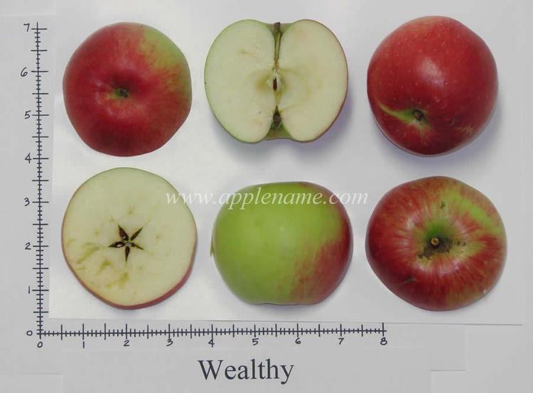 Wealthy (apple) How to identify the Wealthy apple variety
