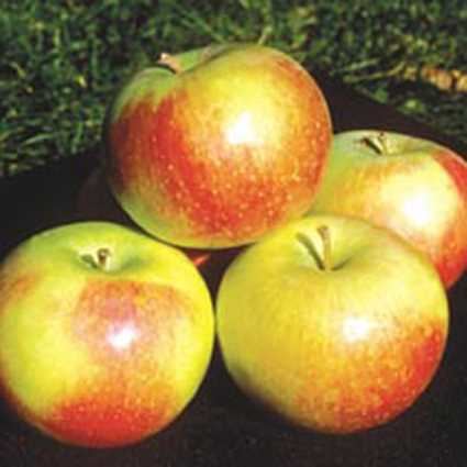 Wealthy (apple) Wealthy Semi Dwarf Apple Jung Garden and Flower Seed Company