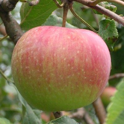Wealthy (apple) Wealthy Apple EMLA 7 Rootstock Grimms Gardens