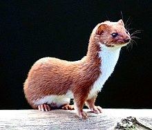 Weasel httpsuploadwikimediaorgwikipediacommonsthu