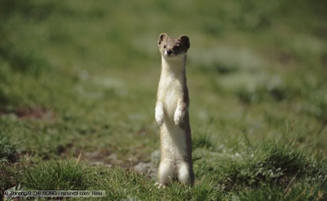 Weasel BBC Nature Weasel videos news and facts