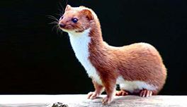 Weasel Weasel Personality Profile The Animal in You Personality Test