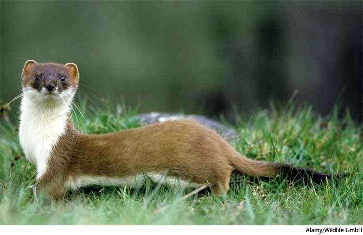 Weasel Weasel dictionary definition weasel defined