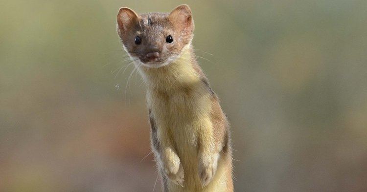 Weasel Weasels Are Built for the Hunt The New York Times