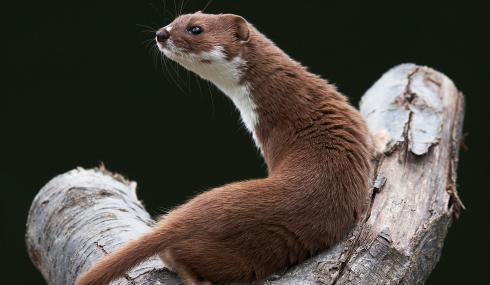 Weasel The Wildlife Trusts