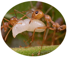 Weaver ant How to Get Rid of Weaver Ants in Your Garden