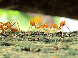 Weaver ant Weaver Ant Oecophylla Details Encyclopedia of Life