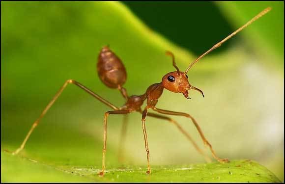Weaver ant Weaver Ants control identification and factsjameswhiteantscommy
