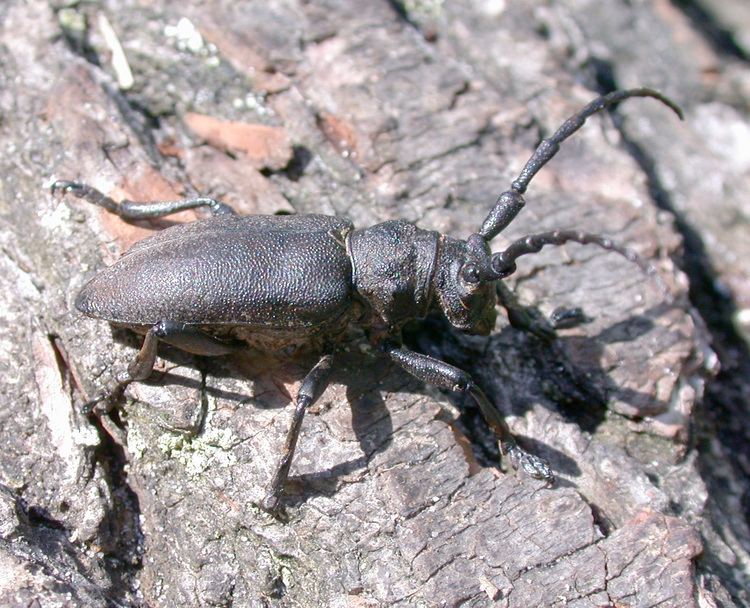 Weaver beetle uploadwikimediaorgwikipediacommonsccaLamia