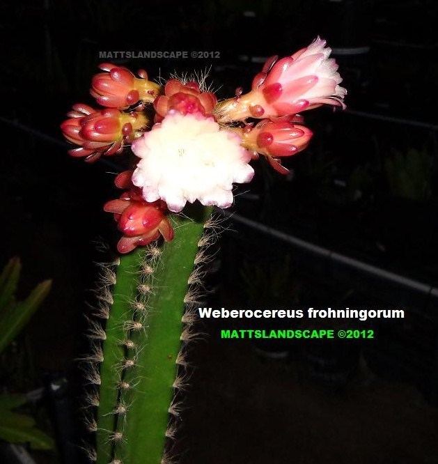 Weberocereus mattslandscapecomgraphicsweberocereusfrohning