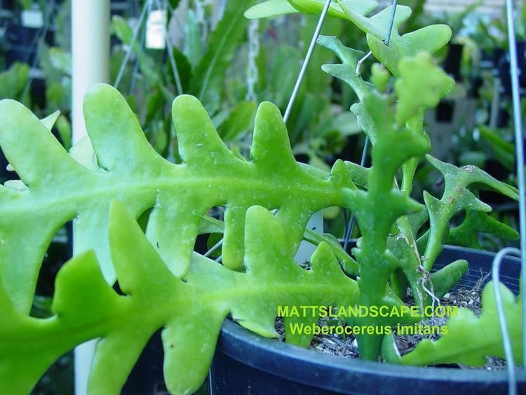Weberocereus Hybrid Epi Cactus Display Page