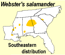 Webster's salamander srelherpugaeduSPARCimageswebsterigif