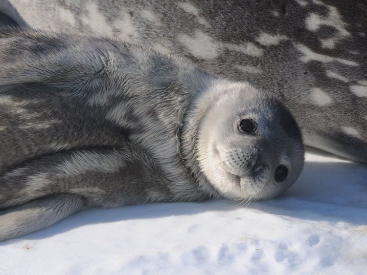 Weddell seal Weddell seals Australian Antarctic Division
