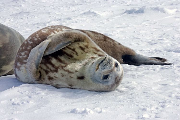 Weddell seal Weddell seal TravelWild Expeditions