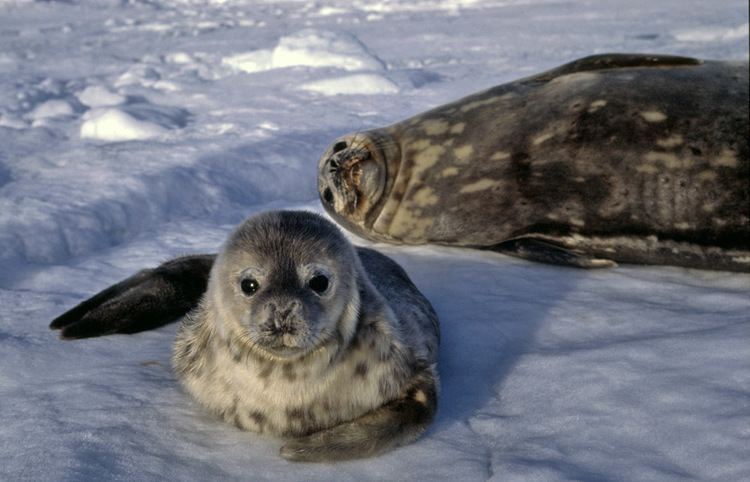 Weddell seal Weddell Seals Antarctica fact file