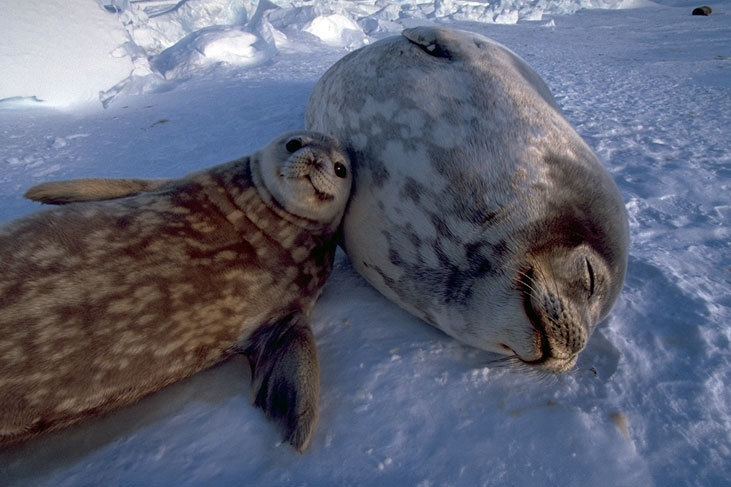 Weddell seal httpstravelwildcomfilestravelwildckfinderf