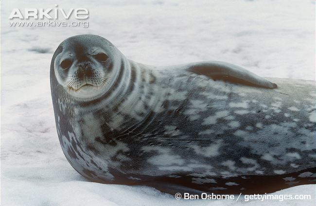 Weddell seal Weddell seal videos photos and facts Leptonychotes weddellii ARKive