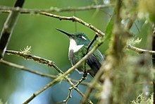 Wedge-billed hummingbird httpsuploadwikimediaorgwikipediacommonsthu