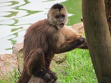 Wedge-capped capuchin Wedgecapped capuchin Wikipedia