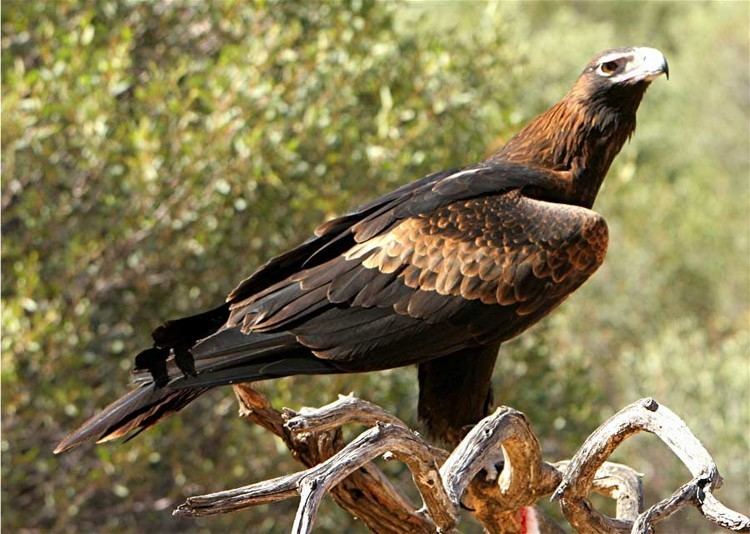 Wedge-tailed eagle Wedgetailed Eagle Canberra Birds