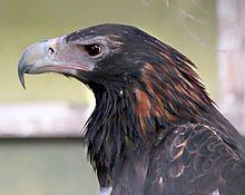 Wedge-tailed eagle httpsuploadwikimediaorgwikipediacommonsthu