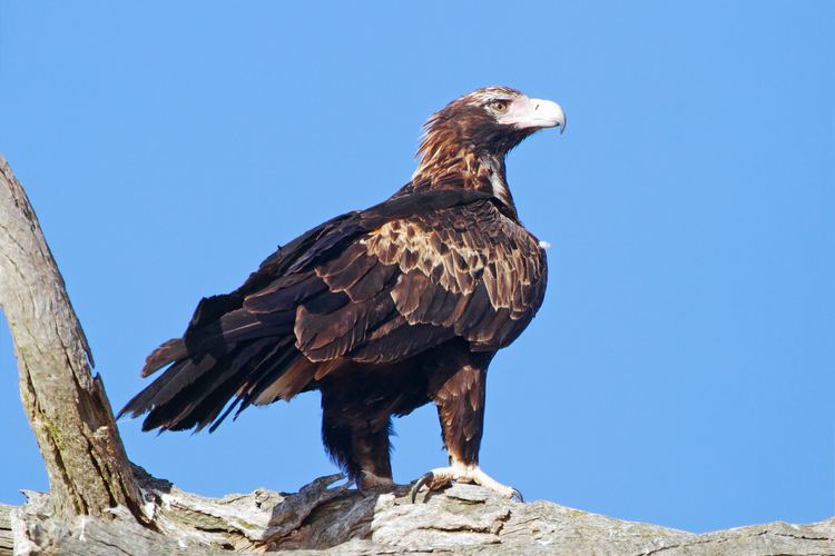 Wedge-tailed eagle Wedgetailed eagle Wikipedia