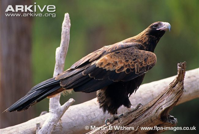 Wedge-tailed eagle Wedgetailed eagle videos photos and facts Aquila audax ARKive