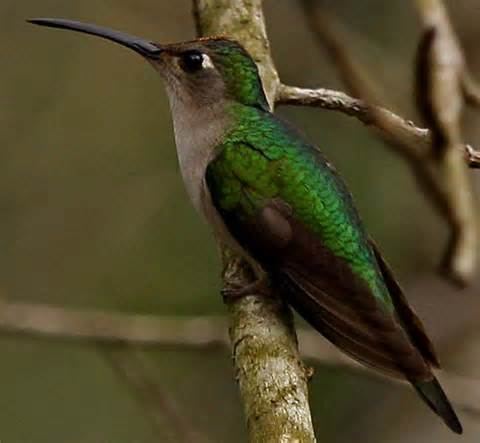 Wedge-tailed sabrewing wwwtaenoscomimgITISCampylopteruscurvipennis