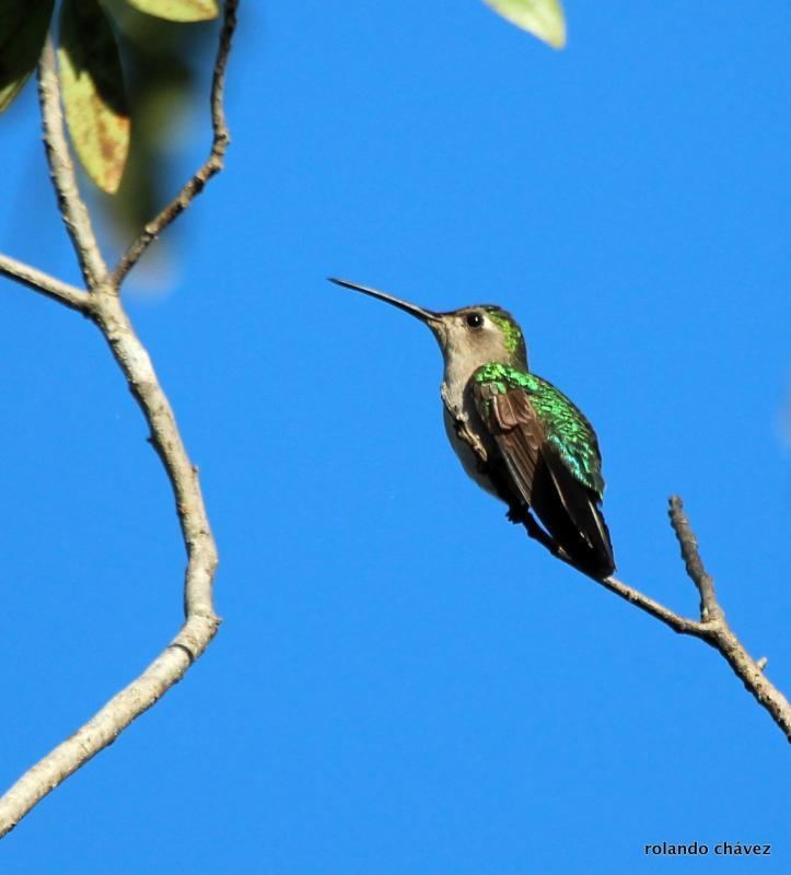 Wedge-tailed sabrewing Wedgetailed Sabrewing Campylopterus curvipennis videos photos