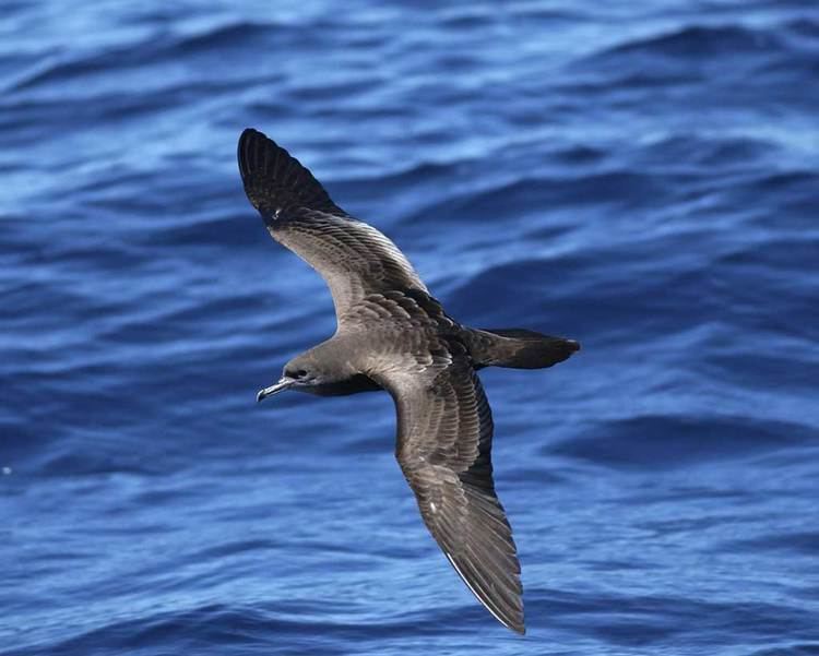 Wedge-tailed shearwater Wedgetailed Shearwater Audubon Field Guide