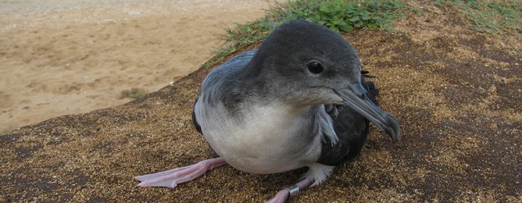 Wedge-tailed shearwater Wedgetailed Shearwater Maui Nui Seabird Recovery Project