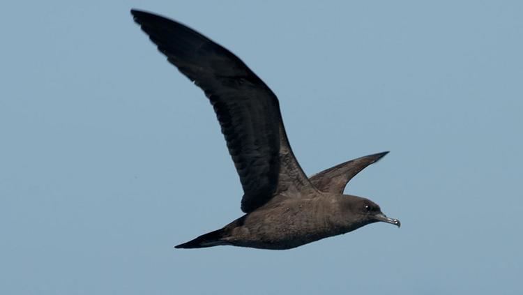 Wedge-tailed shearwater Wedgetailed shearwater New Zealand Birds Online