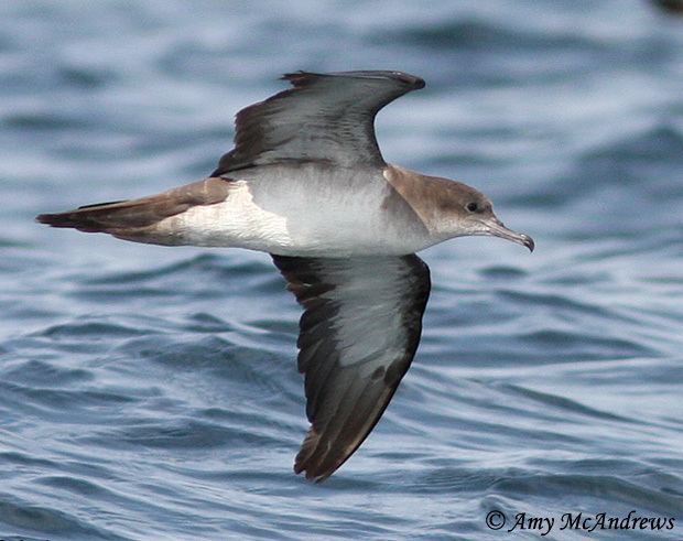 Wedge-tailed shearwater Wedgetailed Shearwater Species Information and Photos