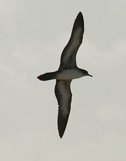 Wedge-tailed shearwater Wedgetailed shearwater Wikipedia