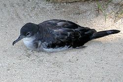 Wedge-tailed shearwater Wedgetailed shearwater Wikipedia