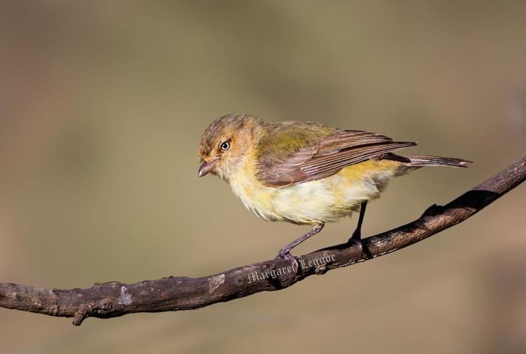 Weebill Weebill Smicrornis brevirostris videos photos and sound