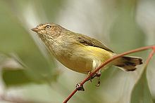 Weebill Weebill Wikipedia