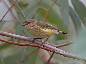 Weebill Weebill BirdLife Australia