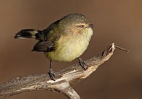 Weebill Weebill BirdLife Australia