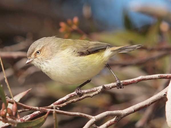 Weebill Weebill Smicrornis brevirostris