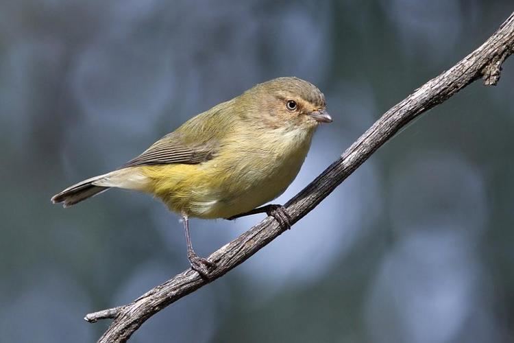 Weebill Weebill Smicrornis brevirostris videos photos and sound