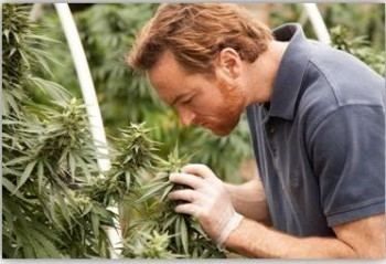 Weed Country Weed Country to Premiere Wednesday February 20 on Discovery TV