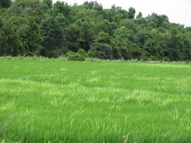 Weedy rice The Evolutionary Genomics of Weedy Rice The Olsen Lab