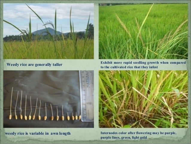 Weedy rice COMPARATIVE STUDY ON AGROMORPHOLOGICAL VARIATION AMONG WEEDY RICE