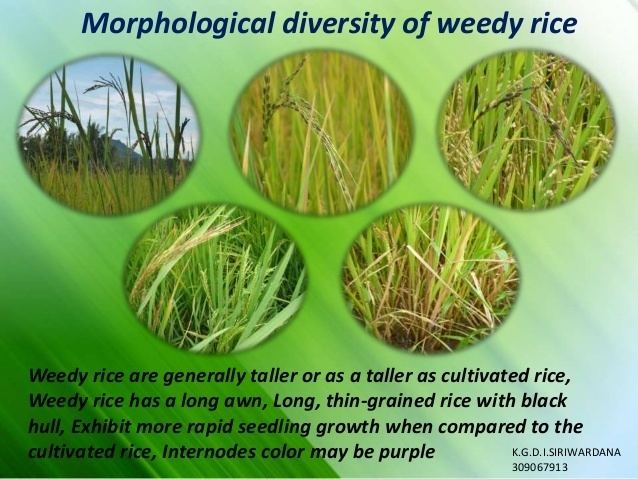 Weedy rice Genetic Diversity and the Genetic Origin of Weedy Rice Oryza sativa