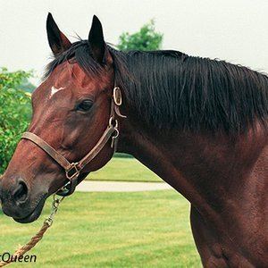 Weekend Surprise Children of Secretariat extraordinary daughter who left a major