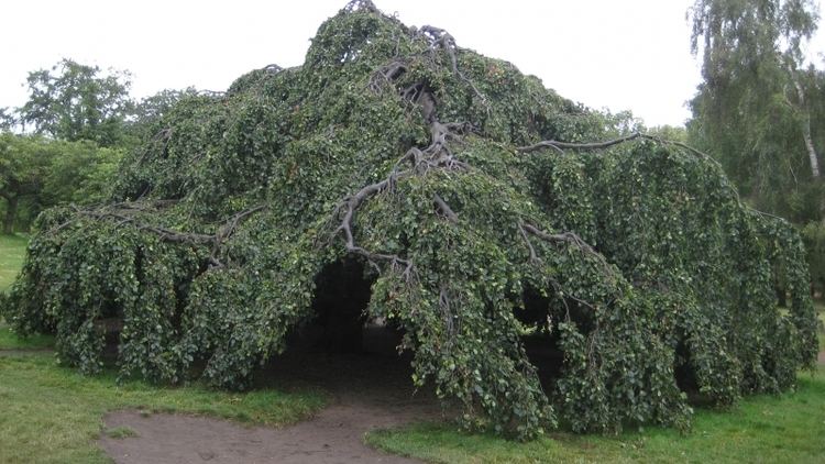 Weeping beech 1000 images about Weeping Trees on Pinterest Trees Back to and