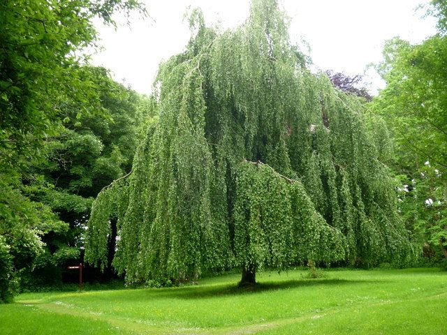 Weeping beech A Weeping Beech in Dun na Ri Forest Park D Gore ccbysa20