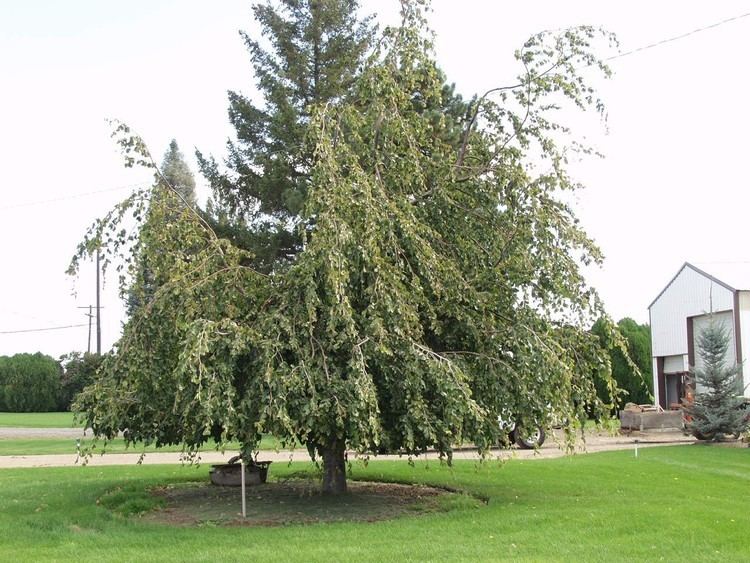 Weeping beech Beech European Weeping TheTreeFarmcom